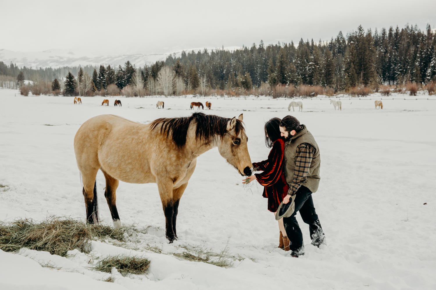 Bride in red velvet gown is embraced by her husband on an open field at Trail Creek Ranch in Jackson Hole Wyoming while they pet a tan and black horse