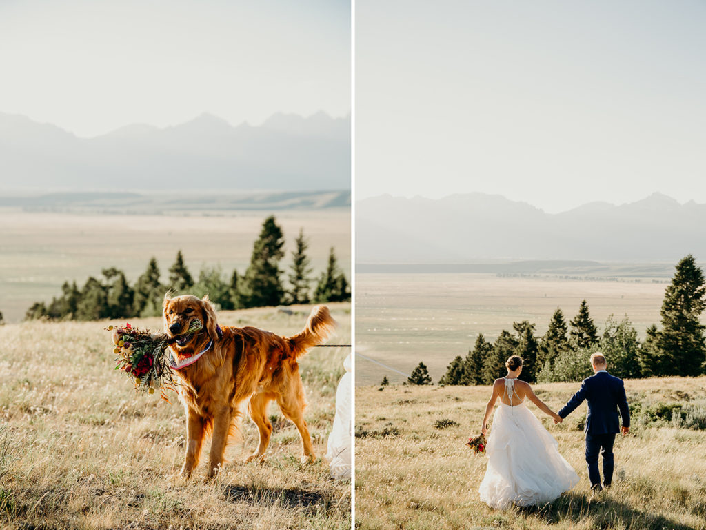Weddings with Dogs