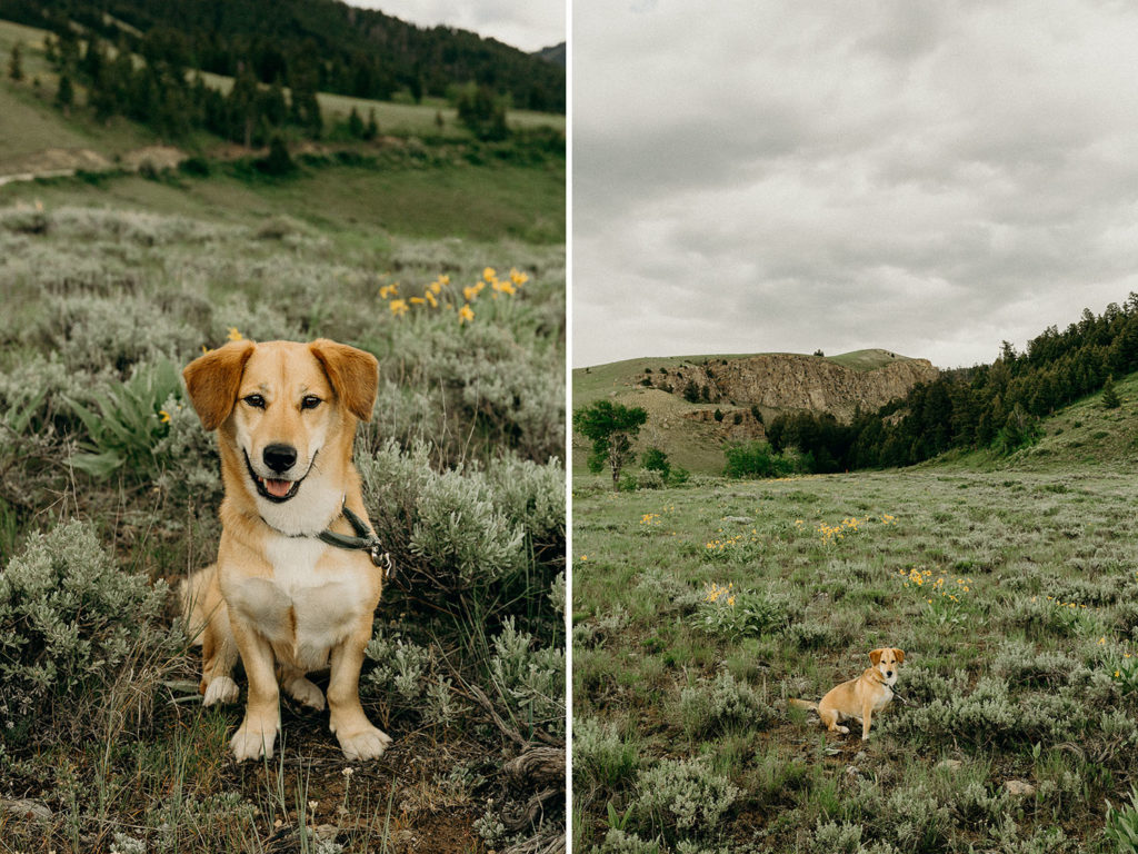 Engagement session with dog