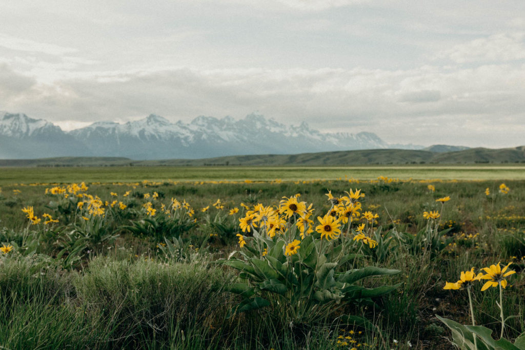Bridger-Teton National Forest Engagement Session